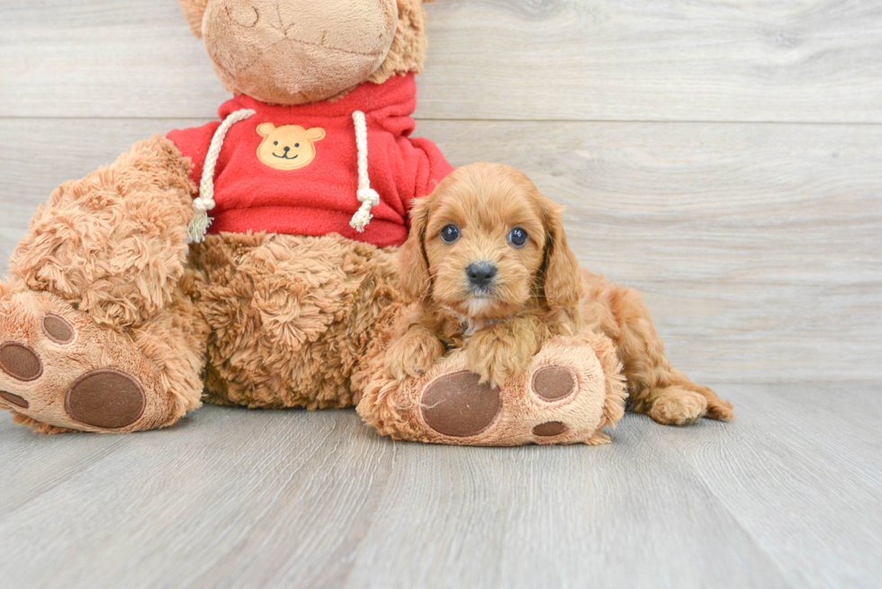 Playful Cavoodle Poodle Mix Puppy
