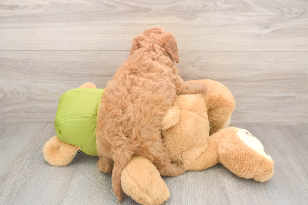 Playful Cavapoodle Poodle Mix Puppy