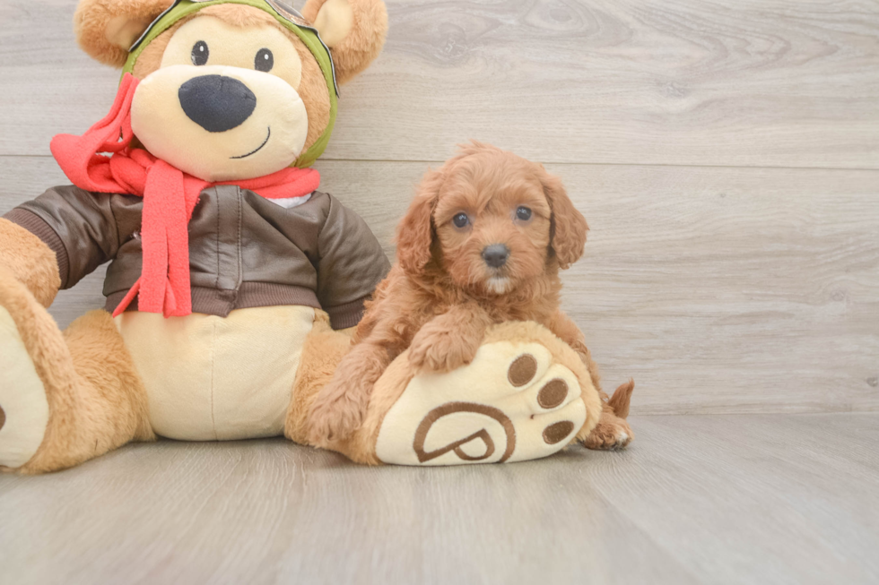 Sweet Cavapoo Baby