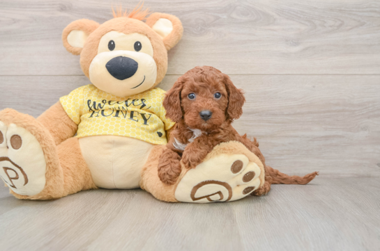 Adorable Cavalier King Charles Spaniel and Poodle Mix Poodle Mix Puppy
