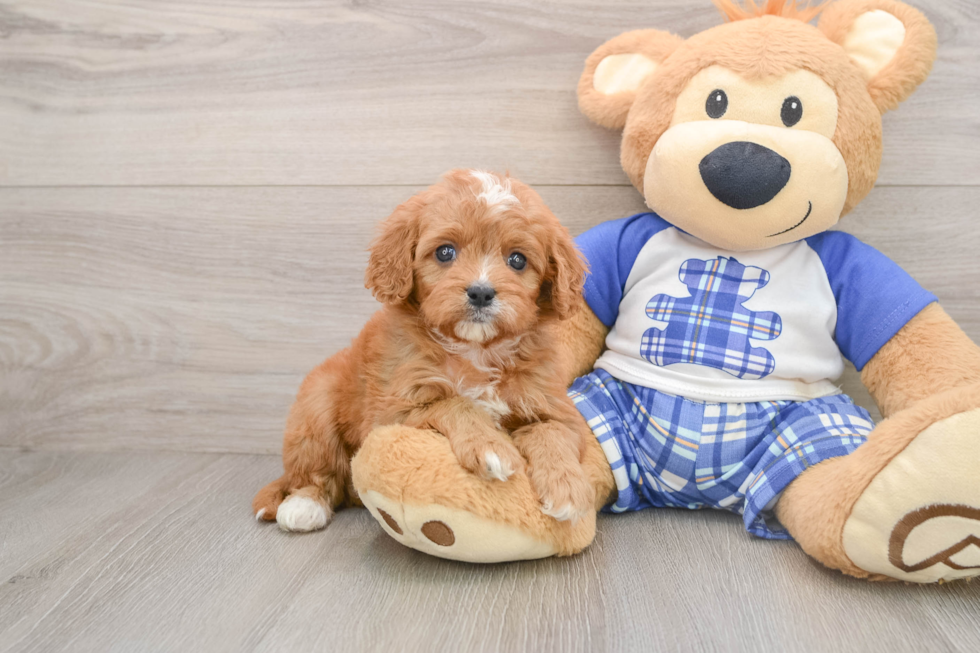 Funny Cavapoo Poodle Mix Pup
