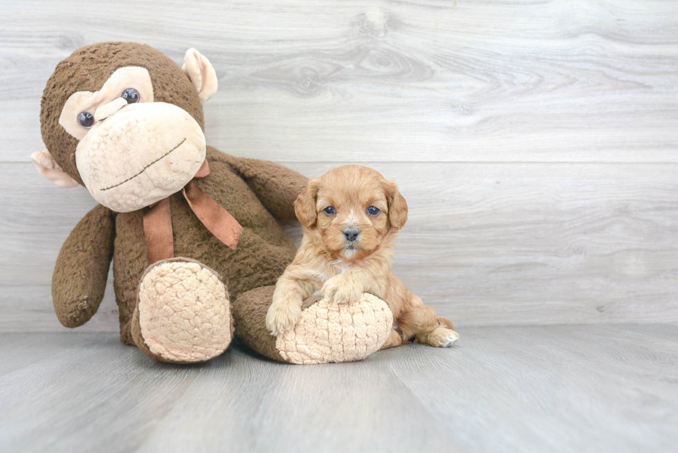 Best Cavapoo Baby