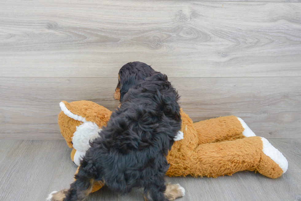 Little Cavoodle Poodle Mix Puppy