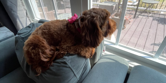 Can Cavapoos Be Left Alone?