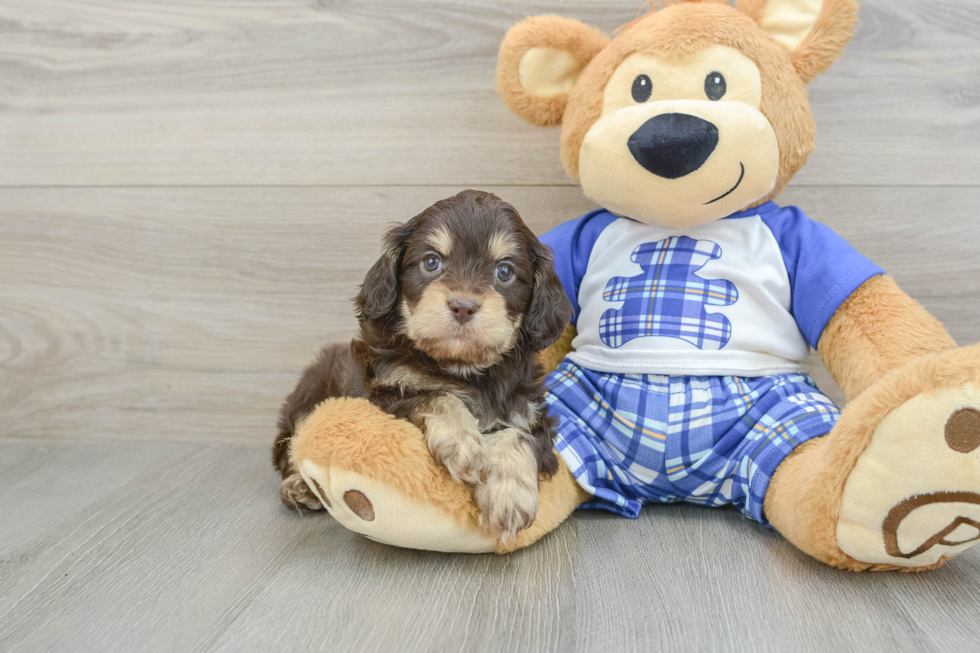 Cavapoo Pup Being Cute