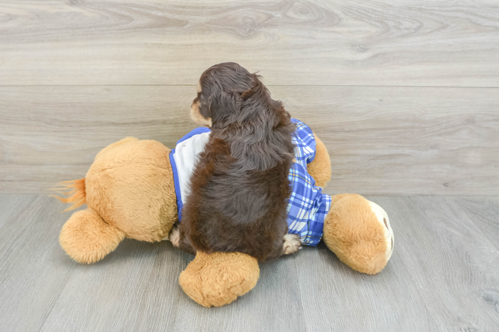 Cavapoo Pup Being Cute