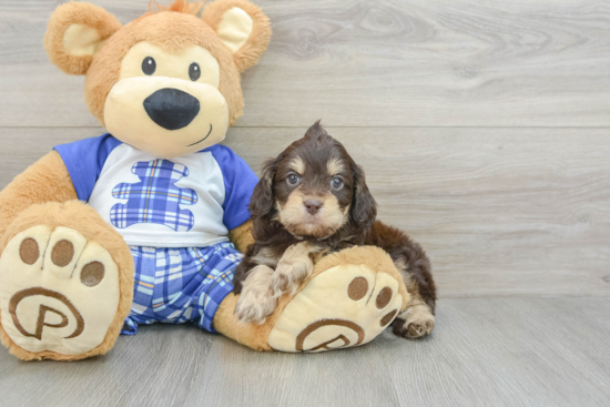 Fluffy Cavapoo Poodle Mix Pup