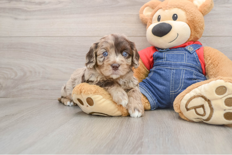 Cute Cavapoo Baby
