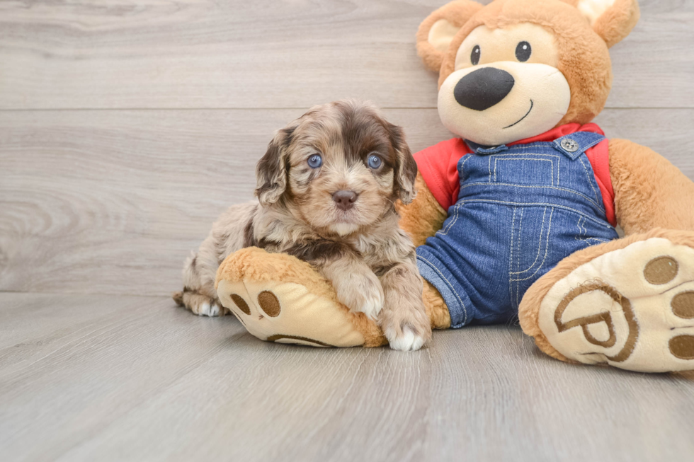 Cute Cavapoo Baby