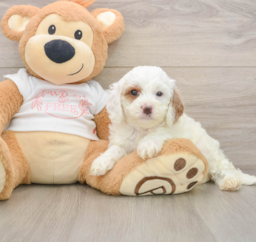 7 week old Cavapoo Puppy For Sale - Premier Pups