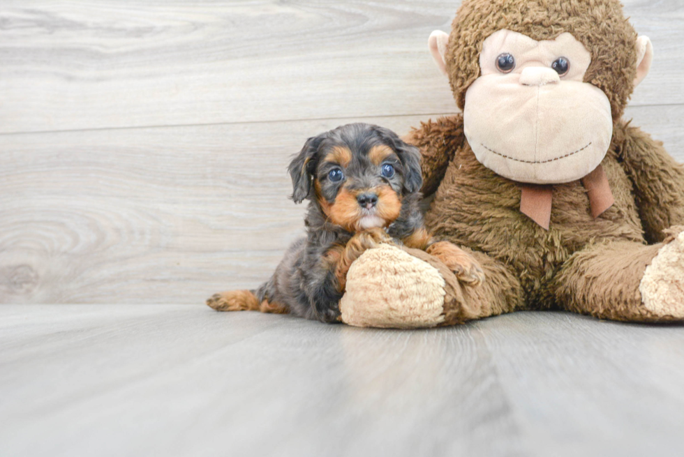 Best Cavapoo Baby