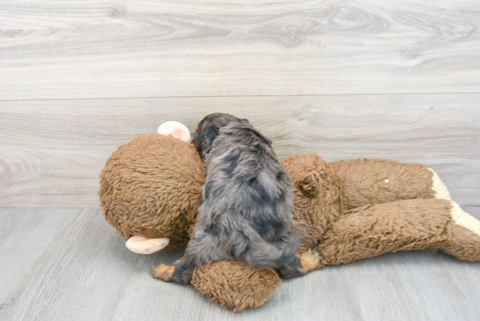 Adorable Cavoodle Poodle Mix Puppy
