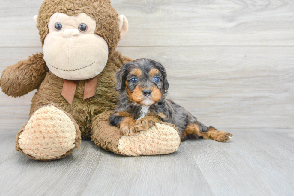 Playful Cavoodle Poodle Mix Puppy