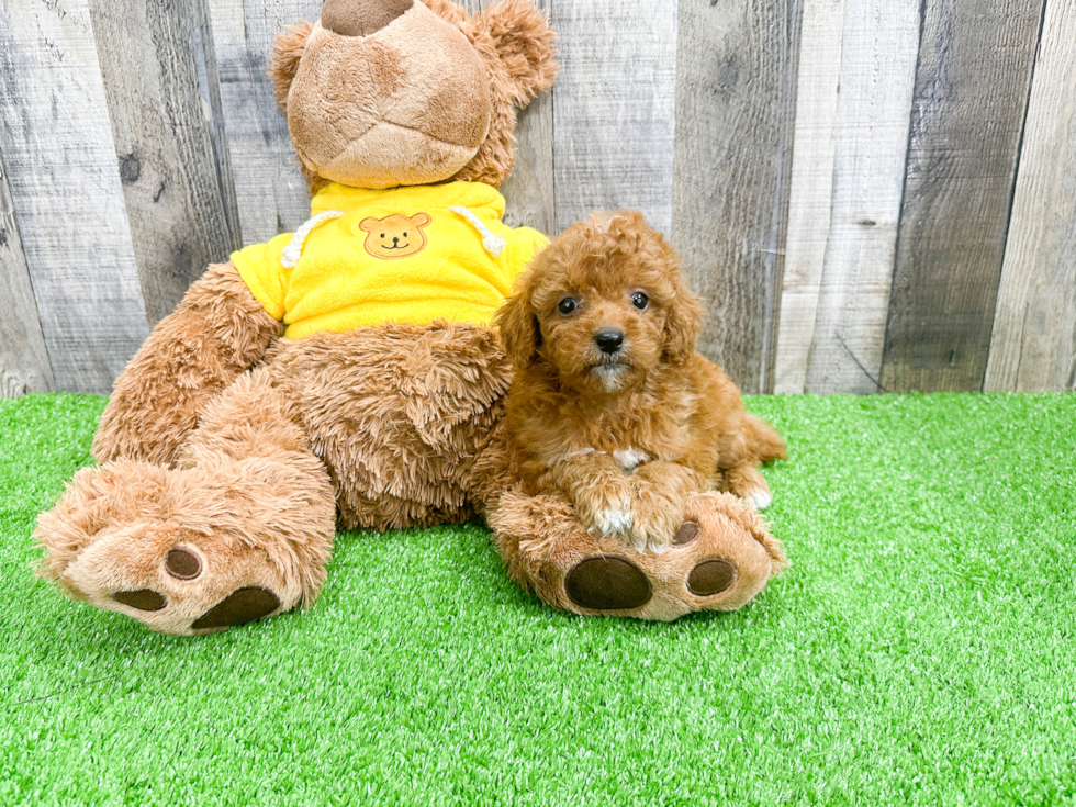 Cavapoo Puppy for Adoption