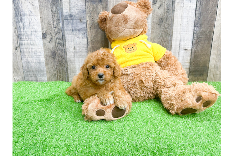 Cavapoo Pup Being Cute