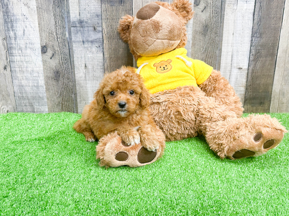Cavapoo Pup Being Cute