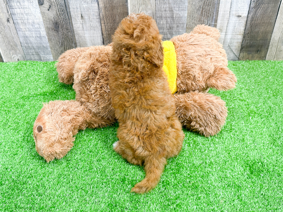 Petite Cavapoo Poodle Mix Pup