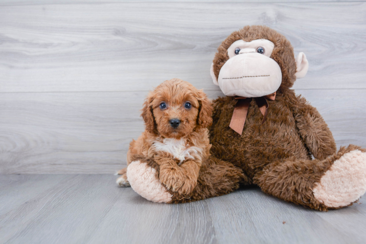 Best Cavapoo Baby