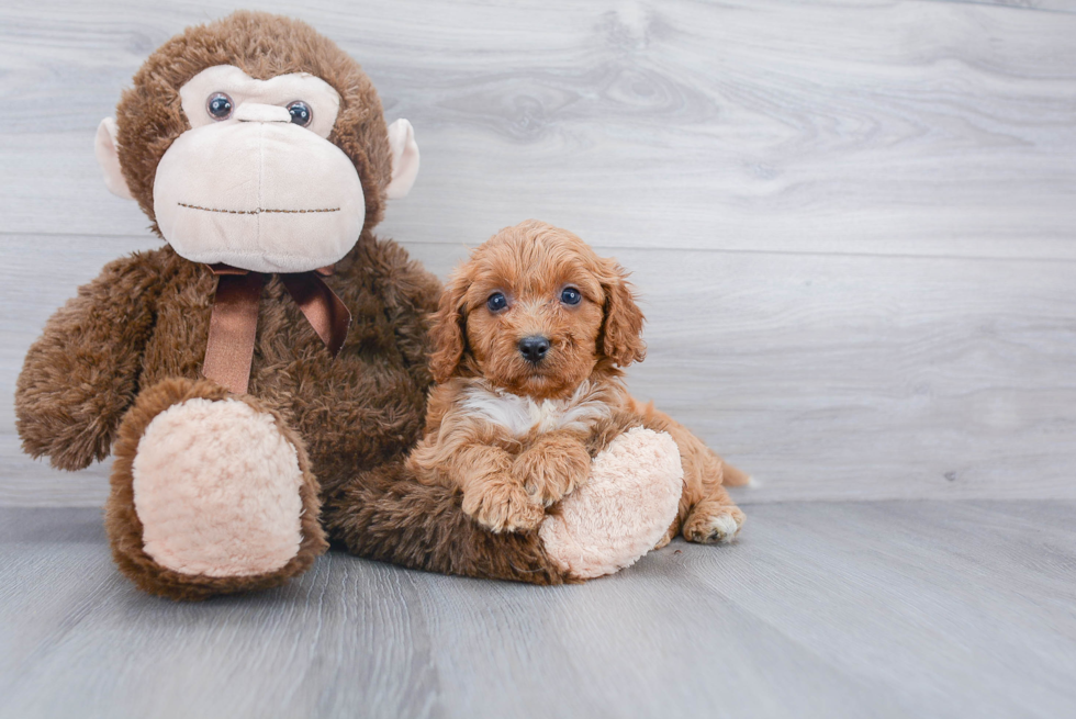Best Cavapoo Baby