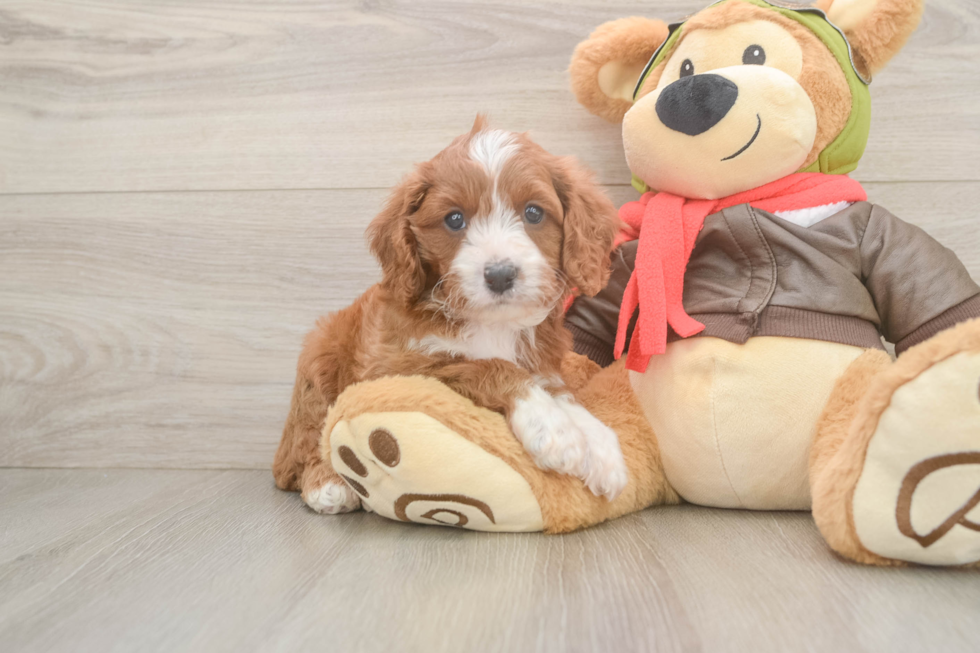Hypoallergenic Cavadoodle Poodle Mix Puppy