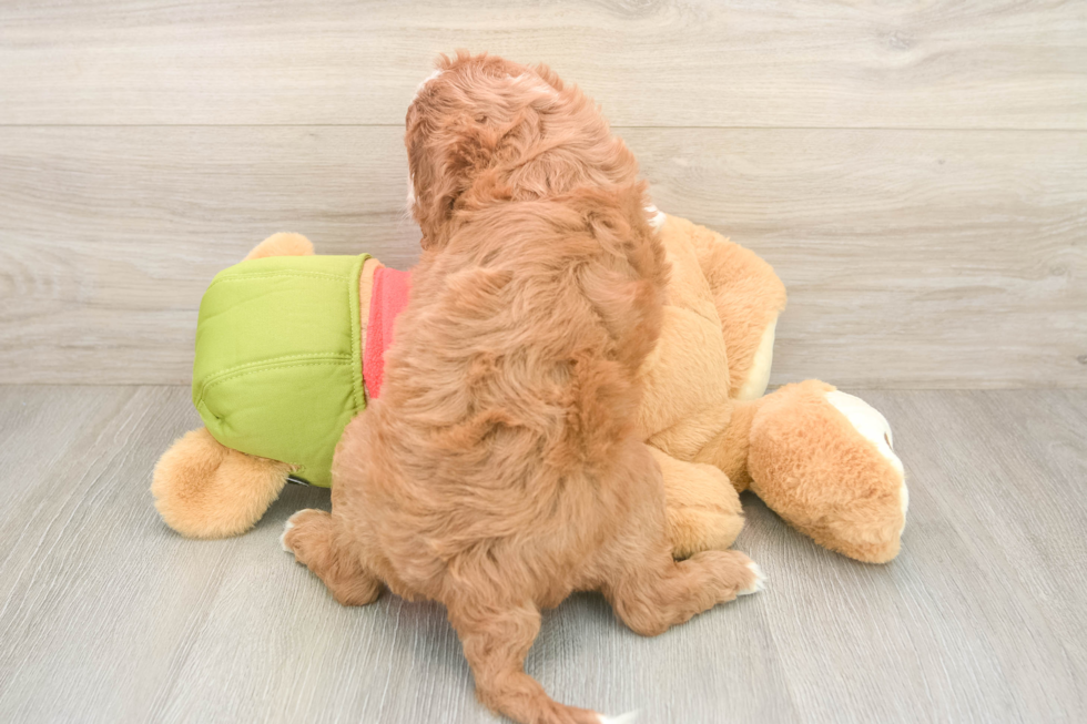 Cavapoo Puppy for Adoption