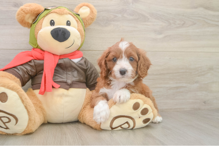 Energetic Cavoodle Poodle Mix Puppy