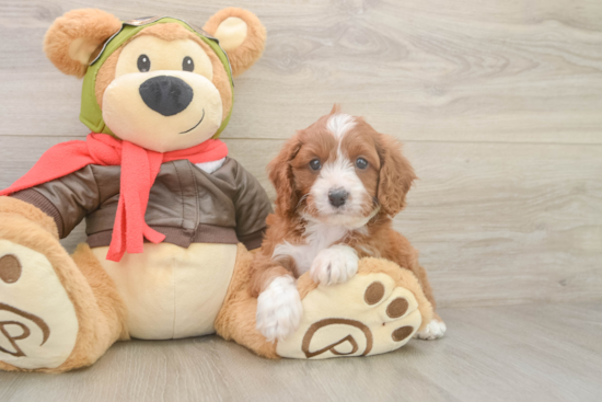 Energetic Cavoodle Poodle Mix Puppy