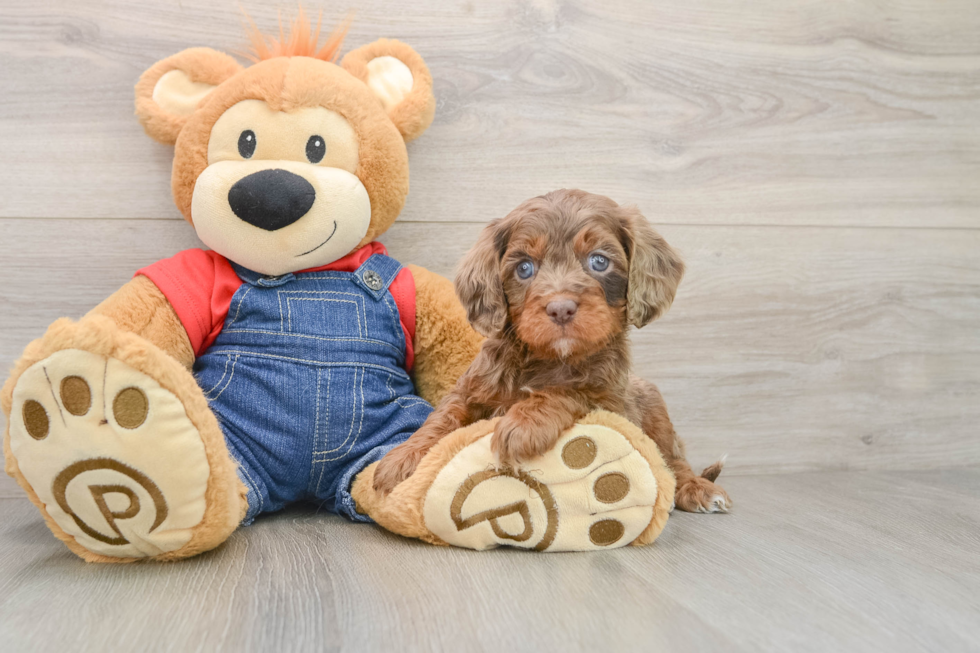 Cavapoo Puppy for Adoption