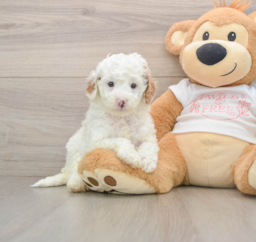 7 week old Cavapoo Puppy For Sale - Premier Pups