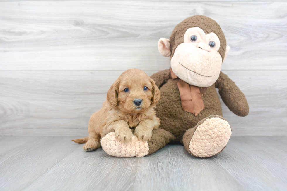 Cute Cavapoo Baby