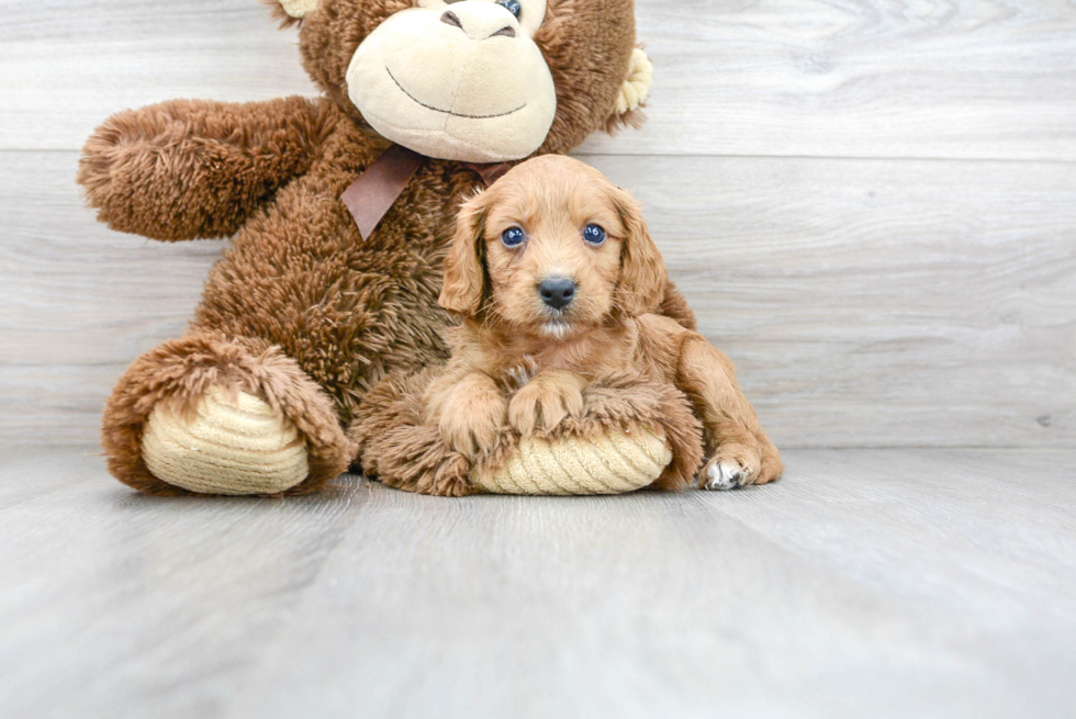 Cavapoo Pup Being Cute