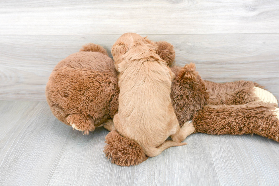 Cavapoo Puppy for Adoption