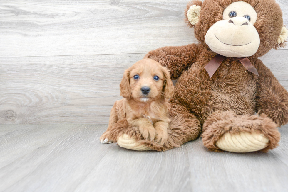Smart Cavapoo Poodle Mix Pup
