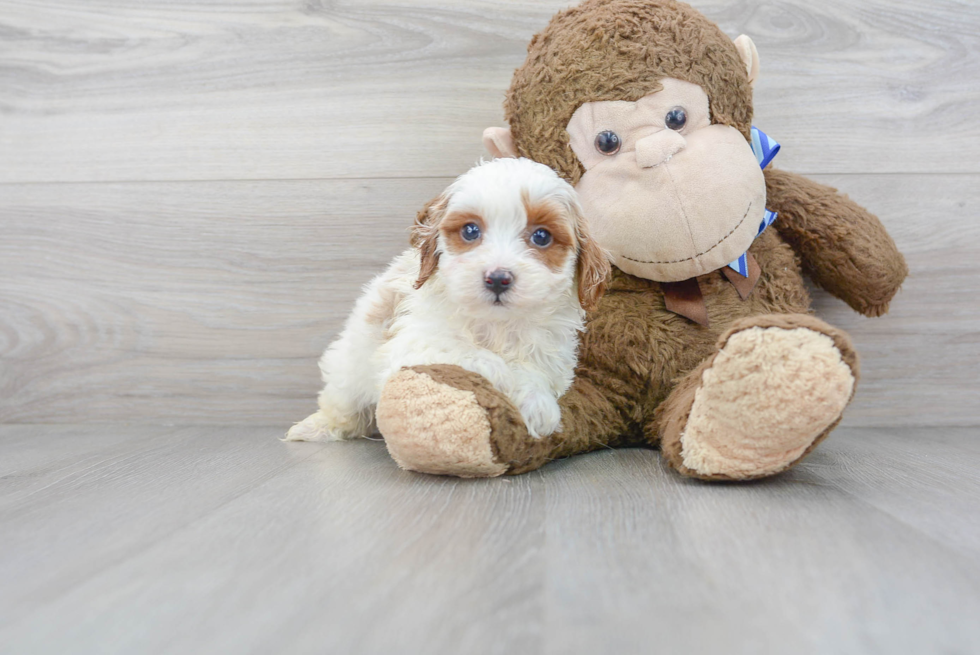 Friendly Cavapoo Baby