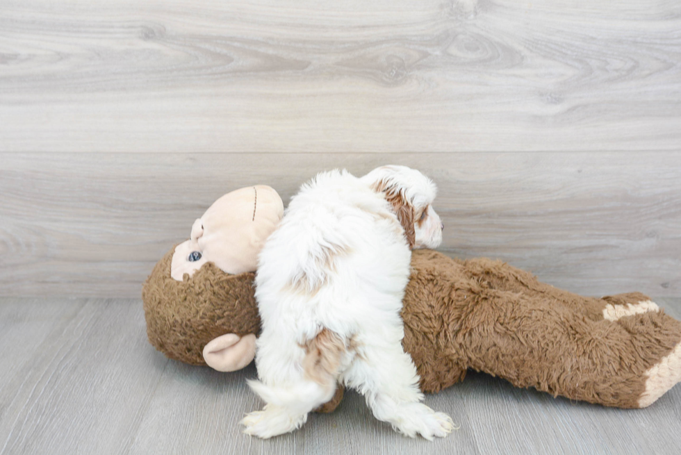 Cavapoo Pup Being Cute