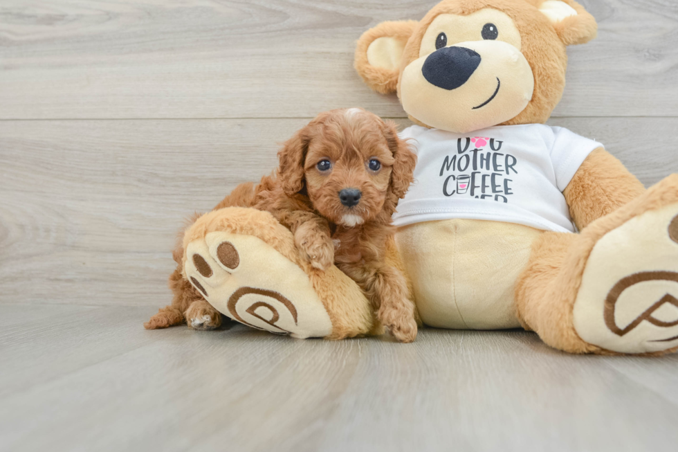 Cavapoo Puppy for Adoption