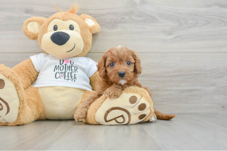 Cavapoo Puppy for Adoption