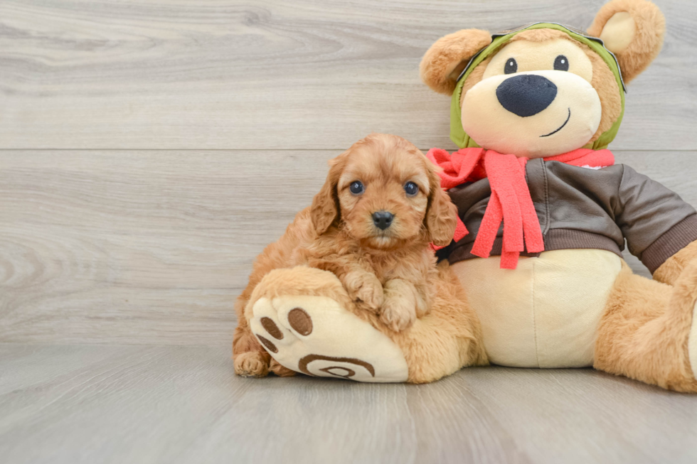 Cavapoo Pup Being Cute