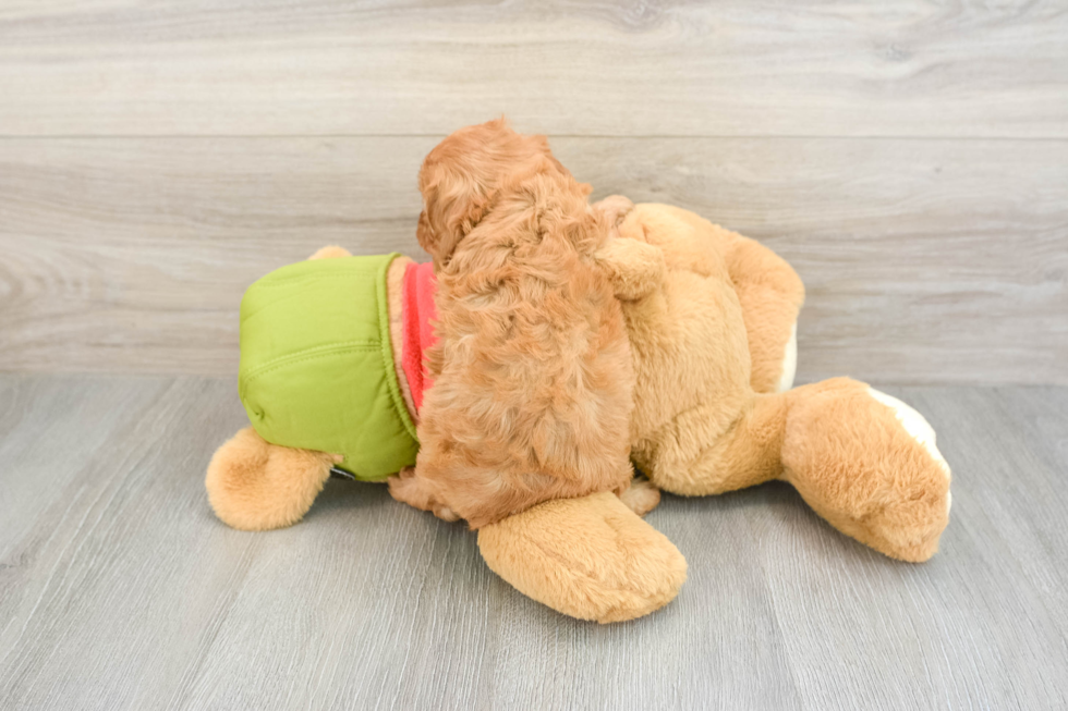 Popular Cavapoo Poodle Mix Pup