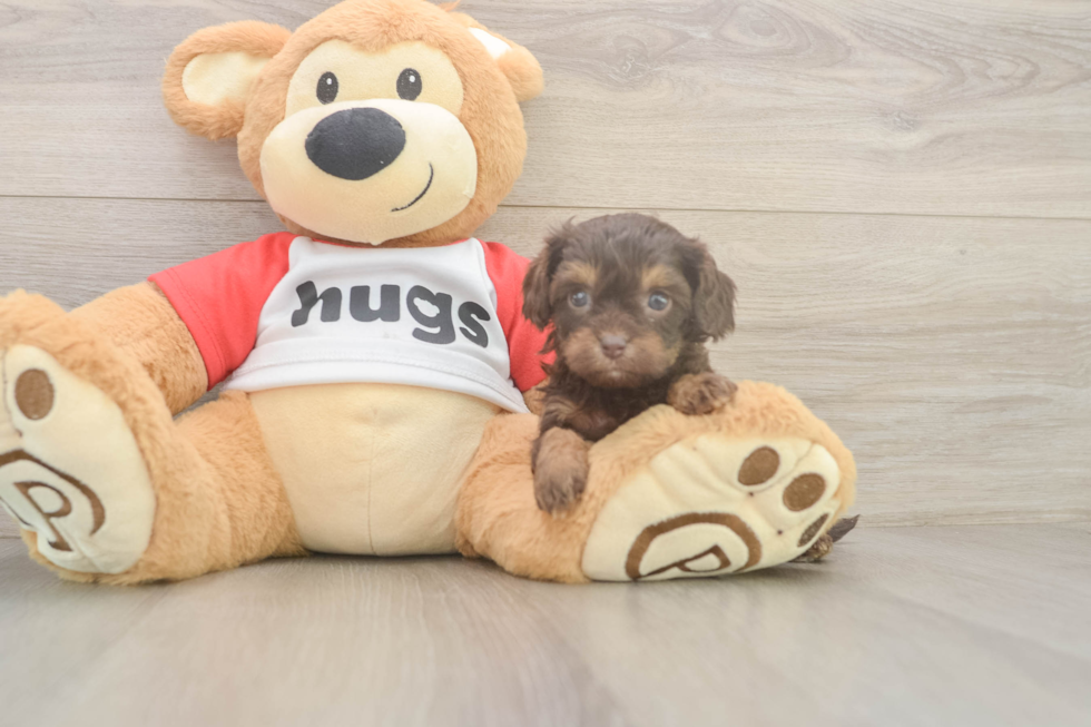 Adorable Cavalier King Charles Spaniel and Poodle Mix Poodle Mix Puppy
