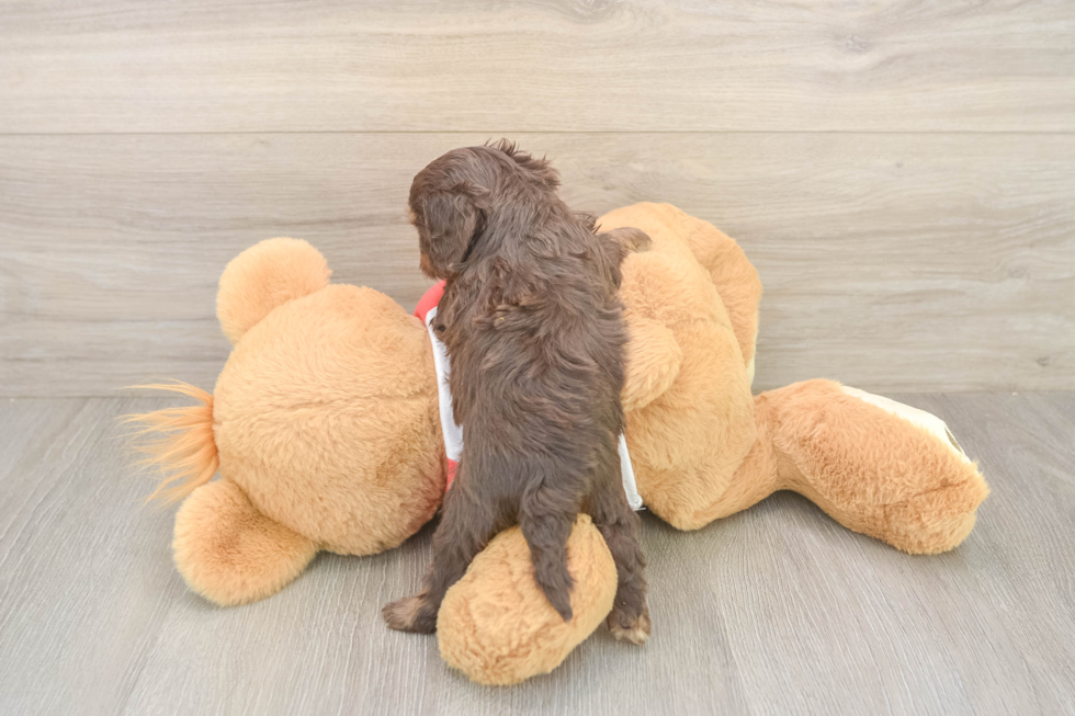 Energetic Cavoodle Poodle Mix Puppy