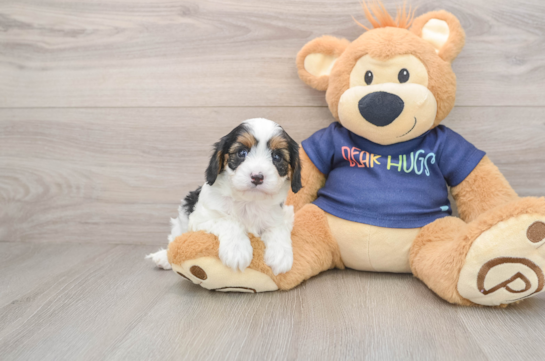 Smart Cavapoo Poodle Mix Pup