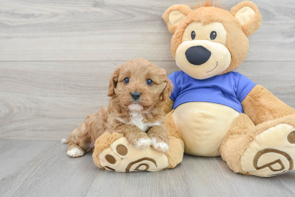 Funny Cavapoo Poodle Mix Pup