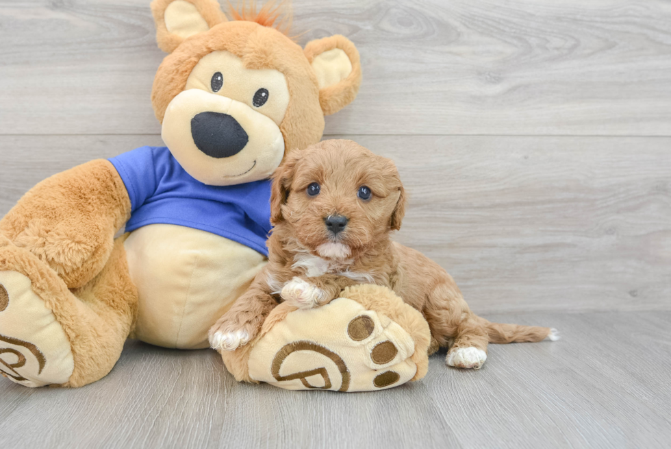 Friendly Cavapoo Baby