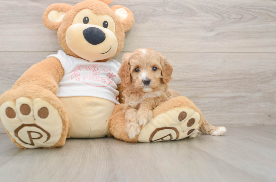 ANDREW, a Cavapoo littermate
