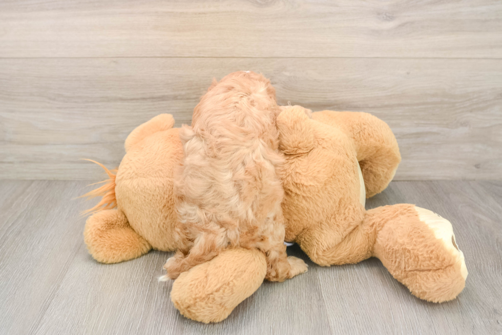 Playful Cavapoodle Poodle Mix Puppy