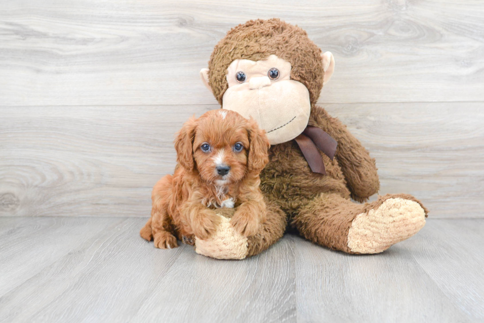 Energetic Cavoodle Poodle Mix Puppy