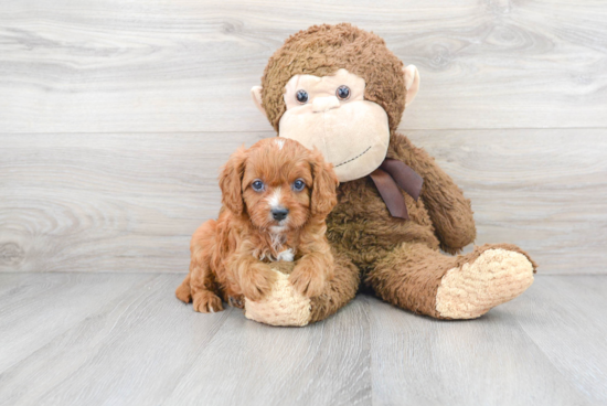Energetic Cavoodle Poodle Mix Puppy