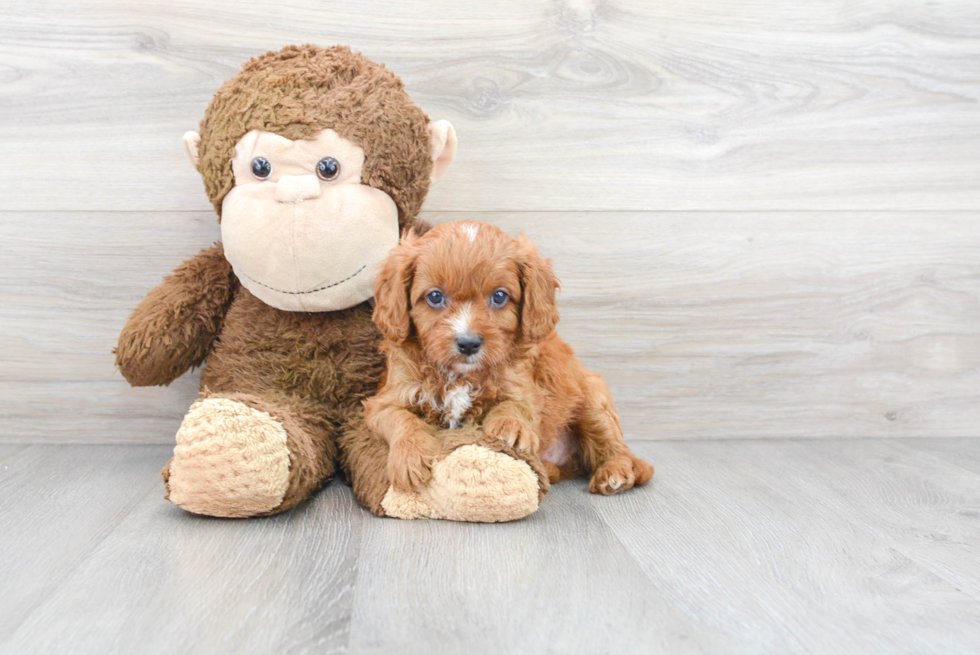 Popular Cavapoo Poodle Mix Pup