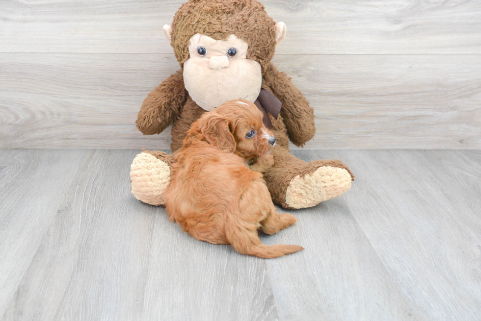 Cavapoo Puppy for Adoption